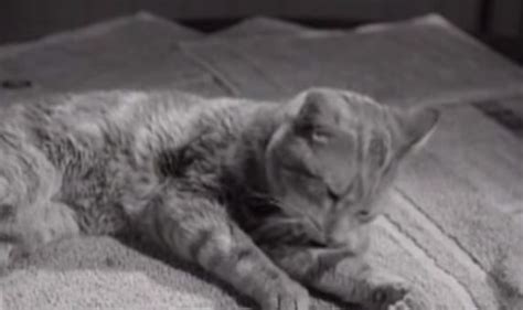 The Top 20 Cats In Television Show History