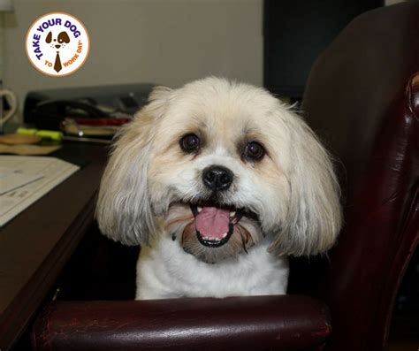 Take meaning, definition, what is take: Take Your Dog to Work Day, June 23 - Animals Matter
