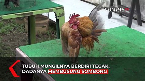 Ayam Serama Si Ayam Sombong Dari Negeri Jiran Video Dailymotion
