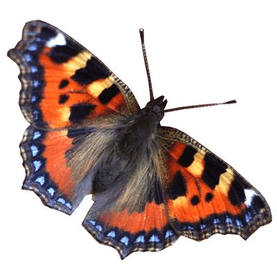 Mariposa Voladora Png Transparente Stickpng