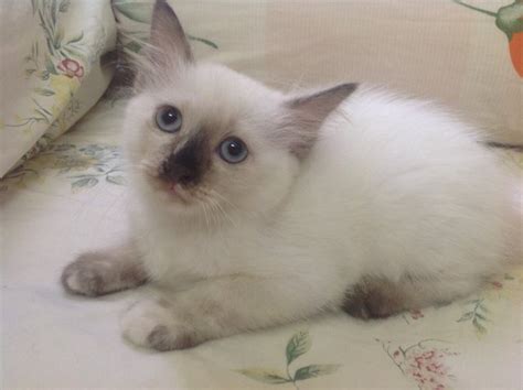 Domestic Long Hair Burmese Kitten Adopted 2 Years 11 Months Pepper