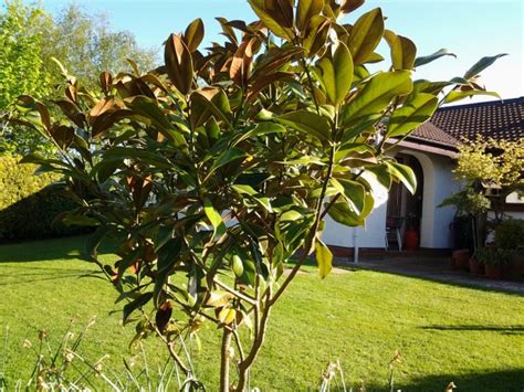 Magnolia Grandiflora Evergreen Tree Nursery Uk