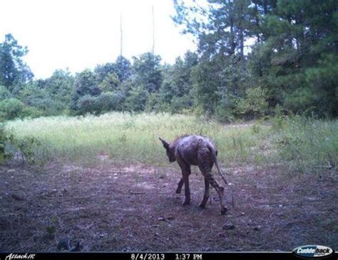 12 Creepy Trail Cam Photos You Have To See Slapped Ham