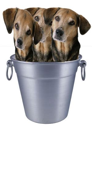 The Sauna Club Who Needs Heidi When You Can Have A Bucket Of Dogs