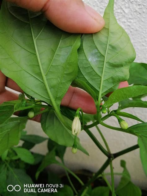 Semburan selamat bawang, cili jadi racun serangga bahan untuk semburan bawang dan cili 15 biji cili padi atau lebih 4 biji bawang besar 2 labu bawang putih 2 liter air sabun cara membuat semburan semua bahan dikisar (tanpa dibuang kulit atau biji). DIY Air Semburan Untuk Pulihkan Pokok Cili Kena Serangan ...
