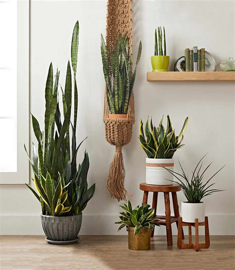 15 Best Houseplants For Bedrooms Better Homes And Gardens