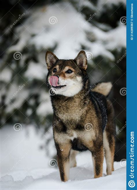 Portrait Of A Female Dog Of The Breed Of Shiba Inu Stock Image Image