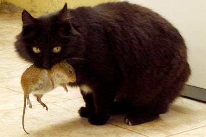 Get a free estimate for pest control service. Fun Spider Facts for Halloween | Croach Pest Control Blog