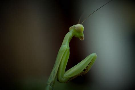 Praying Mantis Smithsonian Photo Contest Smithsonian Magazine