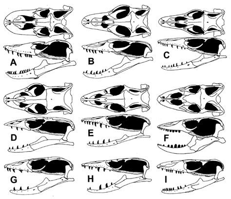 Same Length Comparisons Of Predatory Reptile Varanus Skulls In Dorsal