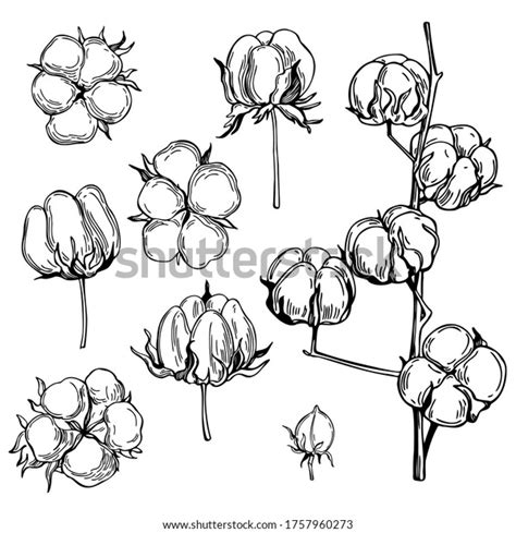 Hand Drawn Cotton Plant Vector Sketch Stock Vector Royalty Free