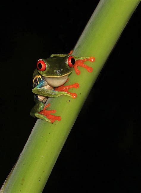 Rana Verde De Ojos Rojos Red Eyed Tree Frog Agalychnis Flickr