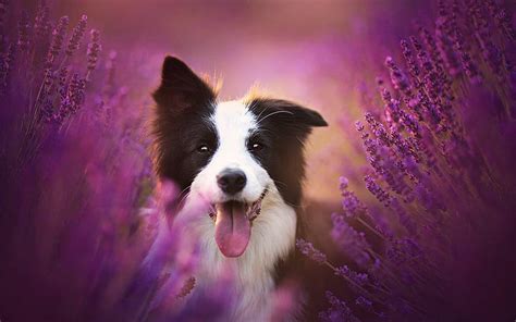 Border Collie Dog English Happiness Mood Lavender Flower Border
