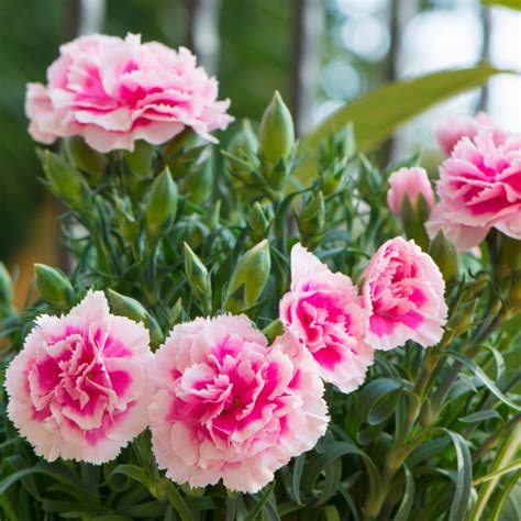 9 Most Romantic Flowers And Their Meanings In The Playroom