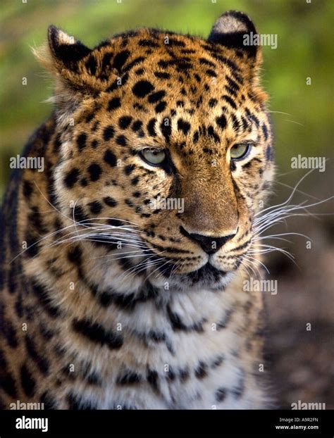Amur Leopard Panthera Pardus Orientalis Stock Photo Alamy