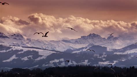 Wallpaper Switzerland 5k 4k Wallpaper 8k Alps Mountains Seagulls