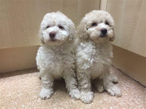Only 2 Beautiful Pure Toy Poodle Girl Puppies Left In Liss Hampshire