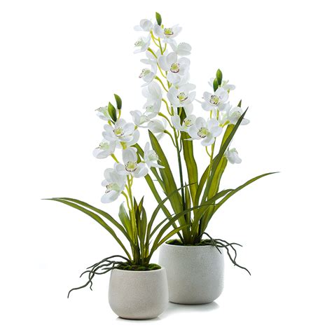 Cymbidium Orchids Adairs
