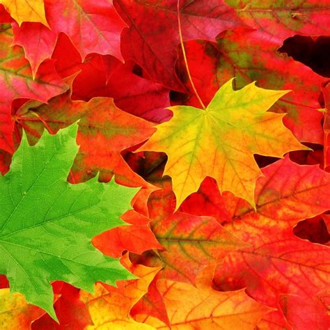 10 Top Autumn Leaves Wallpaper Widescreen Full Hd 1080p