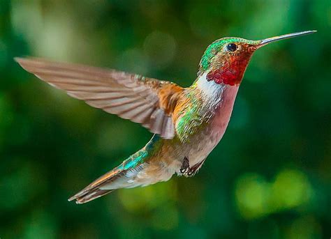 Hummingbirds 1080p 2k 4k 5k Hd Wallpapers Free Download Wallpaper