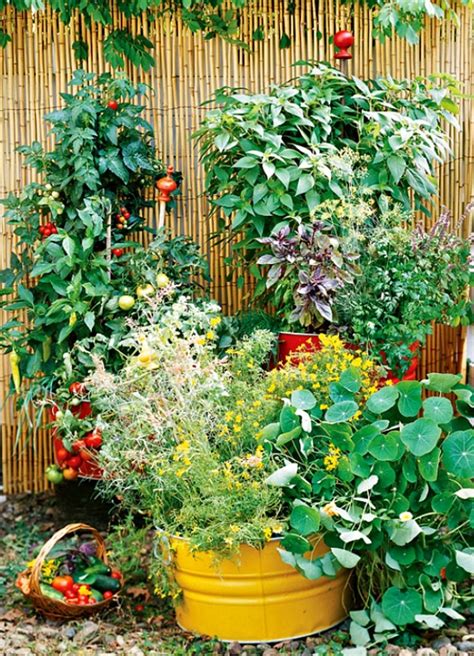 Container Tomato Gardening A Comprehensive Guide Dengarden