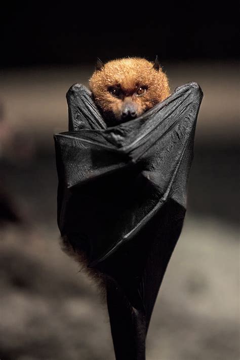 Upside Down Bat Pics Are Pure Comedic Gold Heres Proof