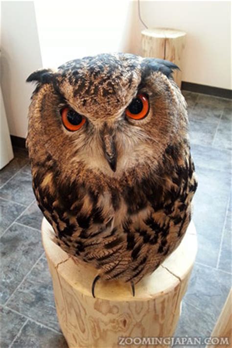 New chapter by the owls cafe. Adorable Owl Cafe in Harajuku » Zooming Japan