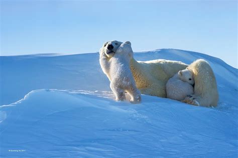 Baby Polar Bears Play And Cuddle With Mama In Warm Oneself A