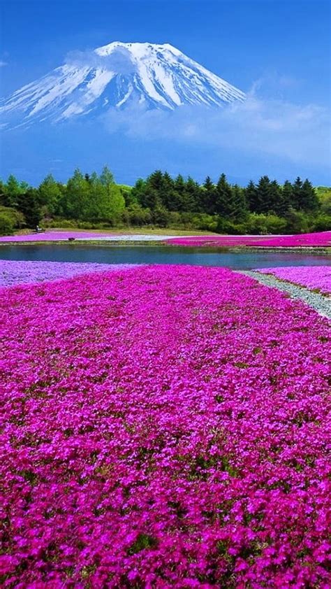 1920x1080px 1080p Free Download Nature Colorful Flowers Field
