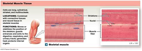 Skeletal Muscle Tissue Function