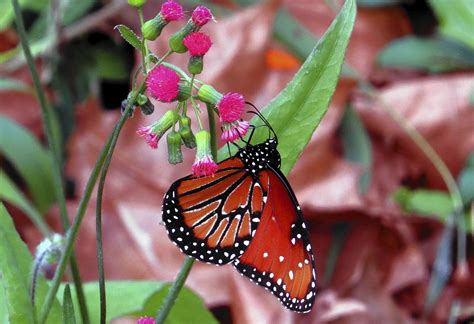 These plants for bees are native and easy to grow! Florida tasselflower attracts bees - tribunedigital ...