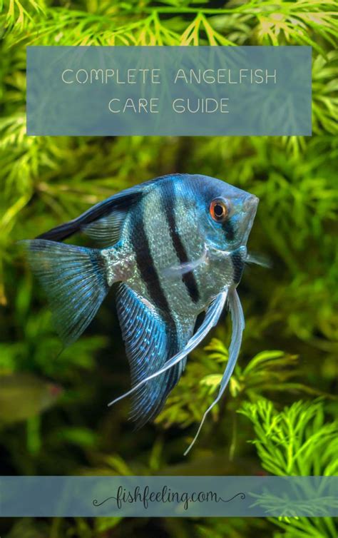 Essential Care Guide For Freshwater Angelfish Angel Fish Angel Fish