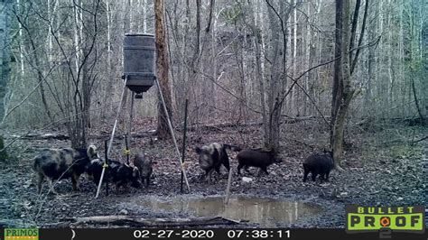 East Tennessee Hog Hunting Pest Control Youtube
