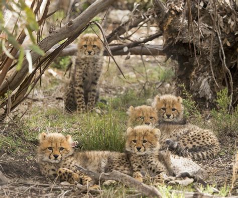 Monarto Zoos Five Adorable Cheetah Cubs Make Their Public Debut