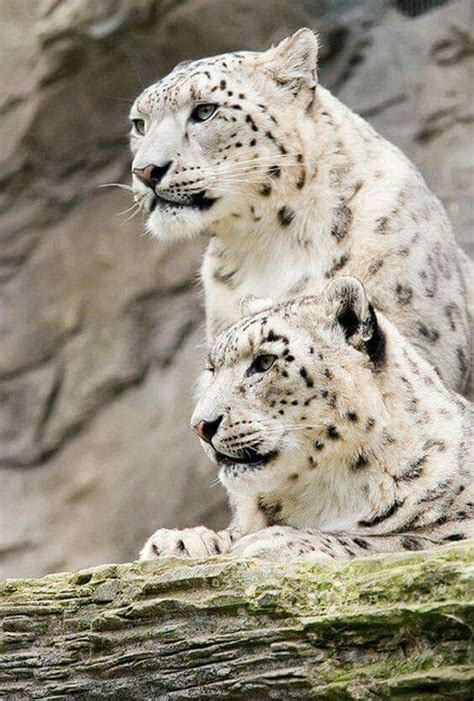 White Large Cats Big Cats Cats And Kittens Animals Of The World