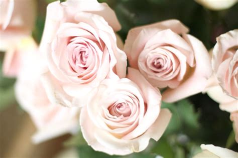 Pale Pink Roses