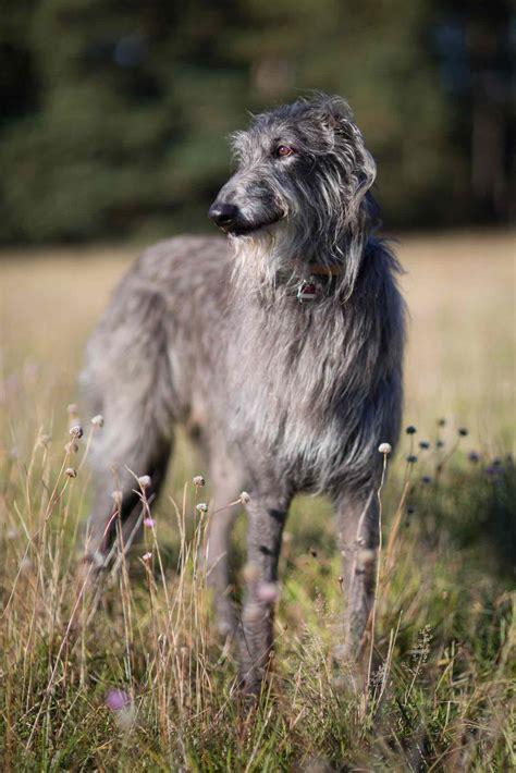 Scottish Deerhound Dog Breed Information And Characteristics Daily Paws