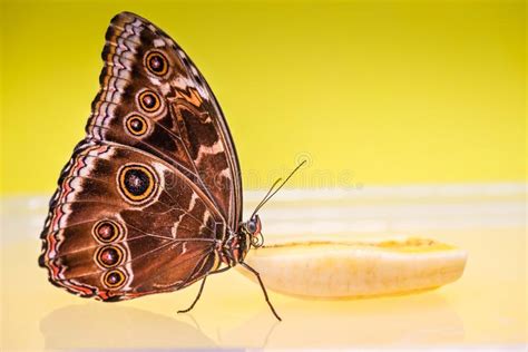 Macro Morpho Butterfly Stock Image Image Of Macro