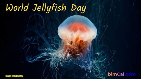 World Jellyfish Day 2024