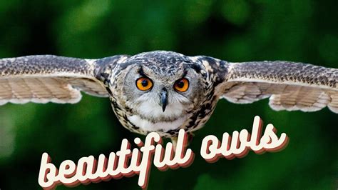 Beautiful Amazing Funny Owls Youtube