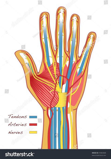 179639 Hand Anatomy Images Stock Photos And Vectors Shutterstock