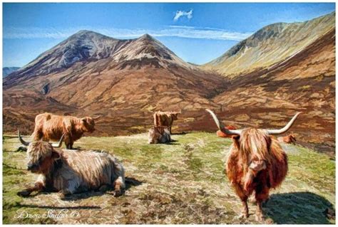 Isle Of Skye Highland Cattle Isle Of Skye Foreign Travel