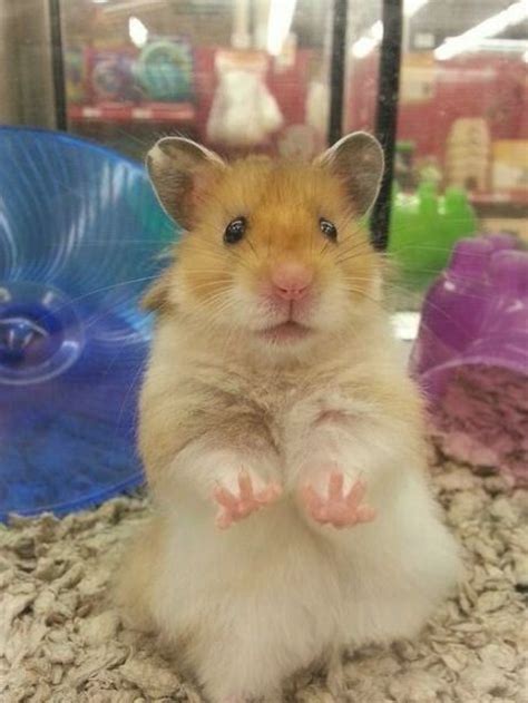 Syrian Teddy Bear Hamster The Syrian Hamster Is Just One Of The Most