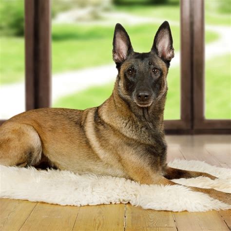 Is My Dog a Purebred Belgian Malinois? | ThriftyFun