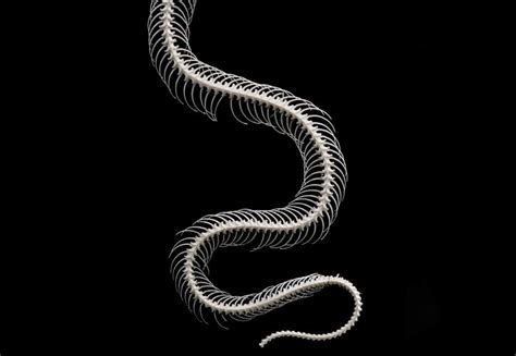 Do Snakes Have Bones The Simple Answer With Pictures