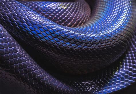 15 Seriously Superb Photographs Of Snakes Snake Blue Snake Aesthetic