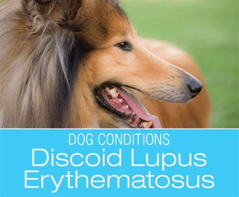 Canine Collie Nose Discoid Lupus Erythematosus Dle In Dogs