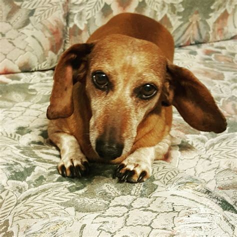 Dogged determination | lit bits and pieces