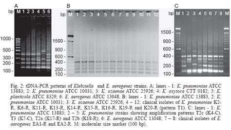 Scielo Brasil Application Of Pcr Ribotyping And Tdna Pcr For