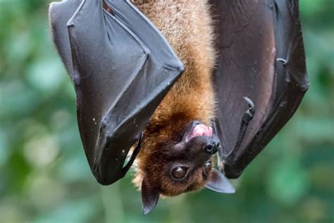 Why Are Bats Mammals North American Nature